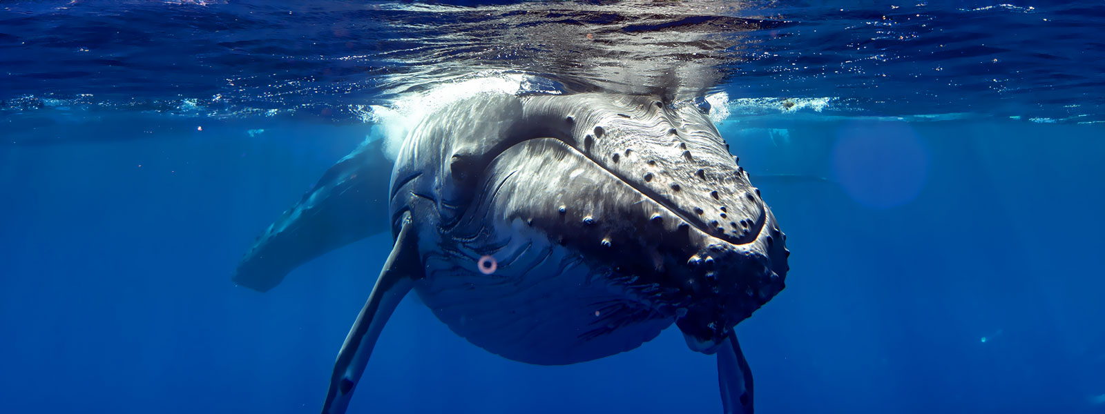 Excursions baleines à Moorea