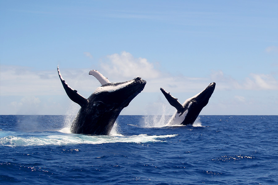 Observation des baleines de Moorea Observation des baleines de Moorea