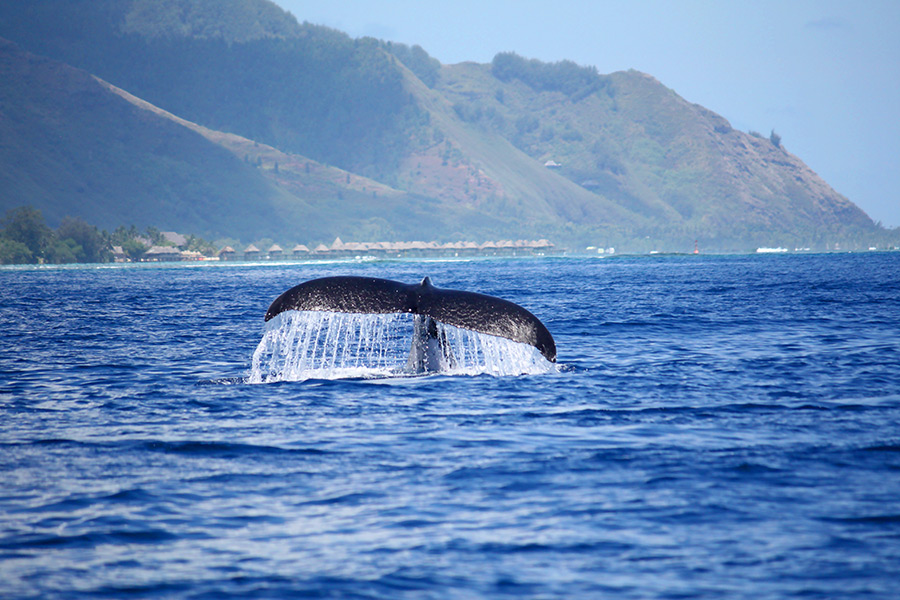 Baleines à bosses de Moorea Baleines à bosses de Moorea