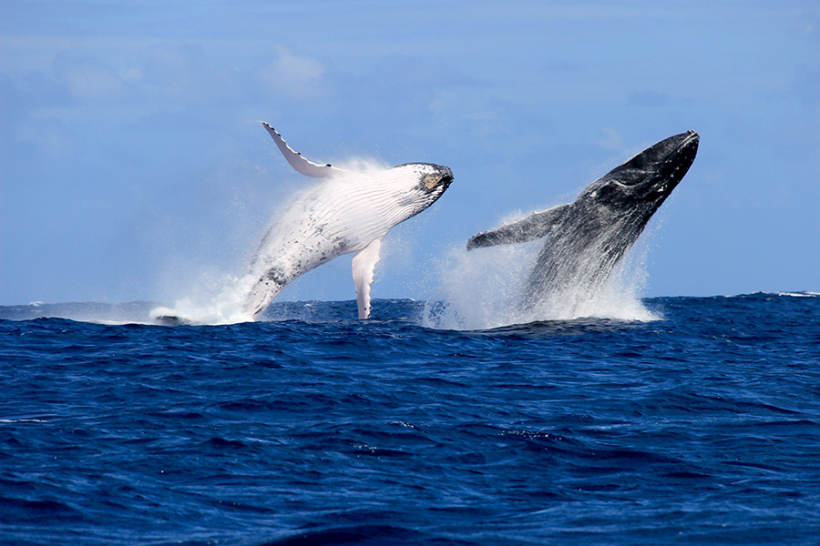Reproduction des baleines en Polynésie Reproduction des baleines en Polynésie