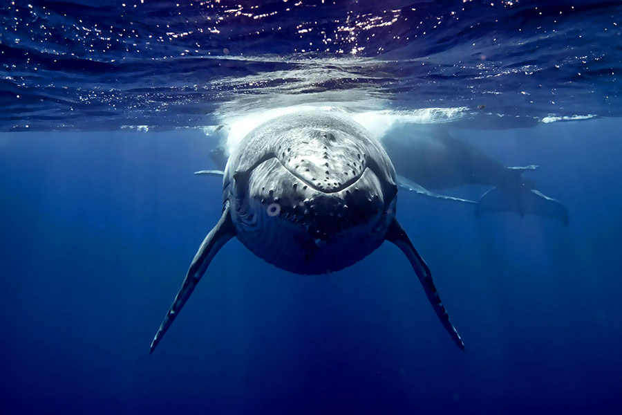 Migration des baleines australes Migration des baleines australes