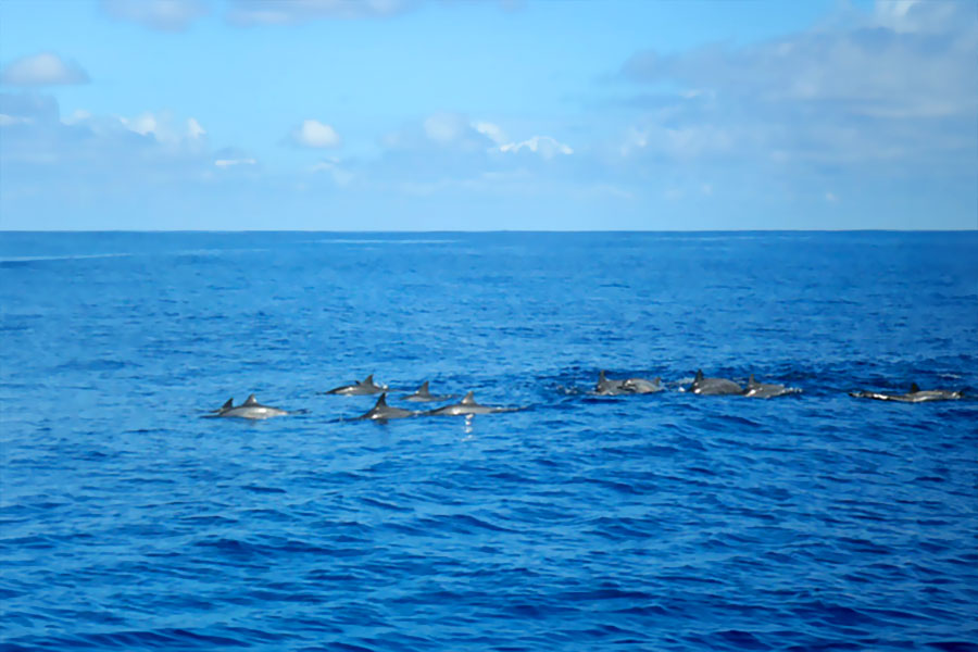 Excursion dauphins Excursion dauphins
