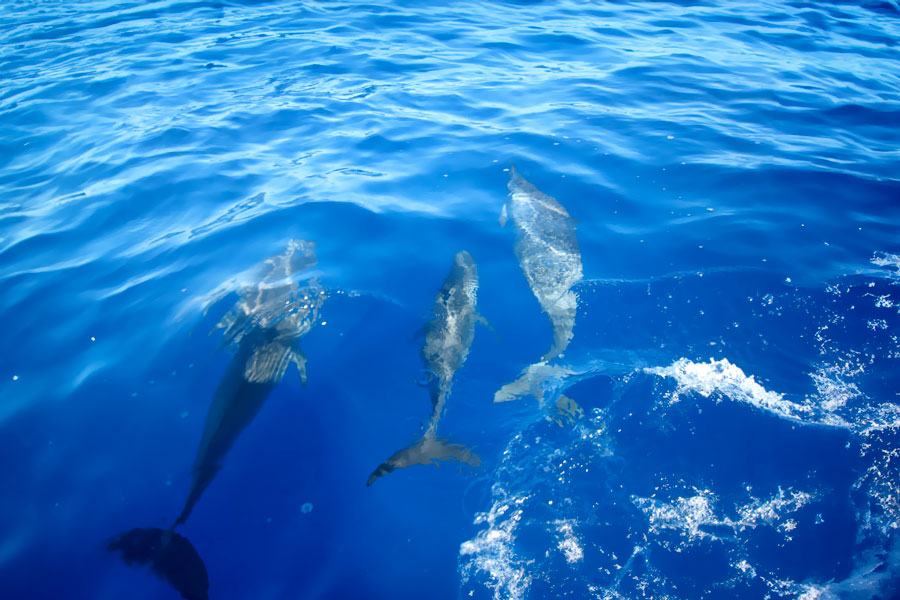 Dauphins de Moorea Dauphins de Moorea
