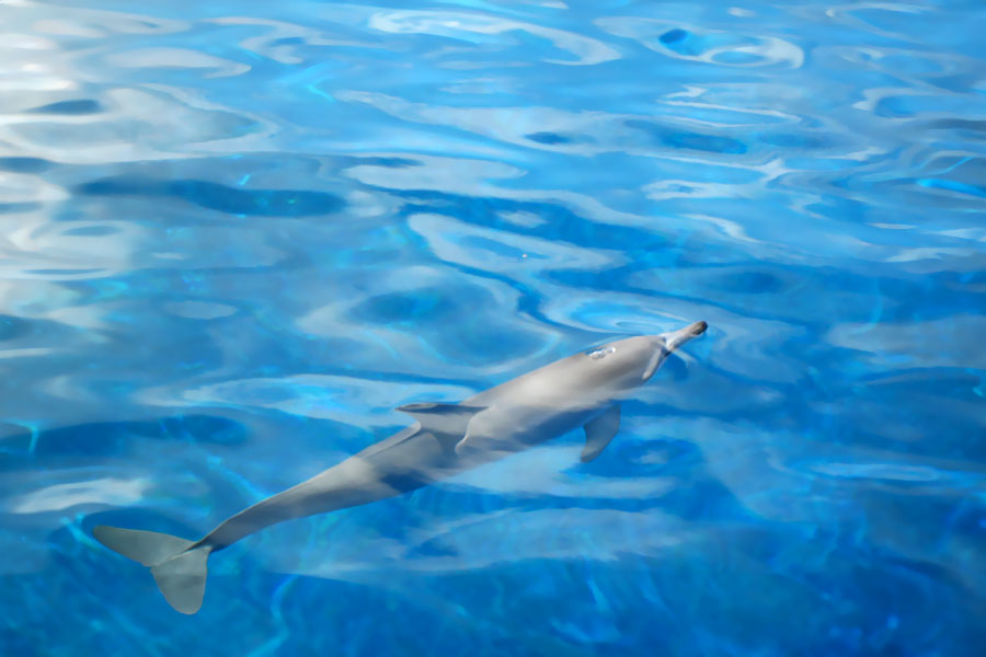 Dauphins du lagon de Moorea Dauphins du lagon de Moorea