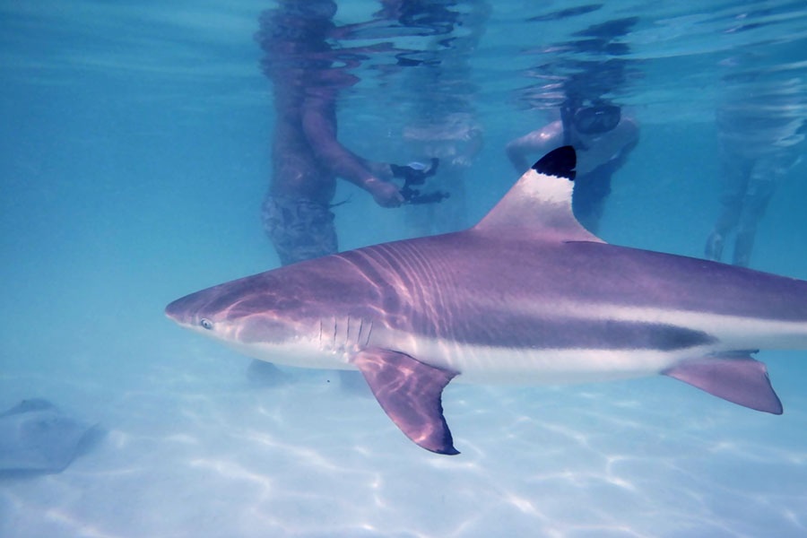 Excursion lagon : requin pointe noire Excursion lagon : requin pointe noire