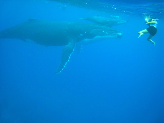 Plongée avec les baleines